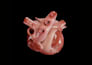create cinematic 3d anatomy illustrations and heart animation